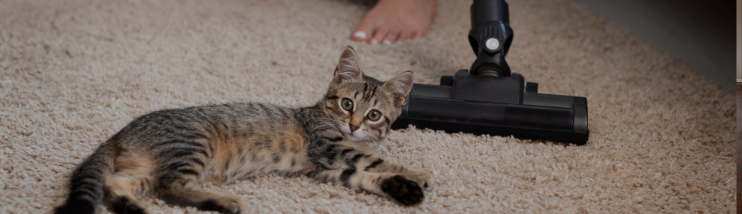 Cat resting on carpet next to a vacuum cleaner, highlighting common pet hair and odor issues that require pet stain and odor removal